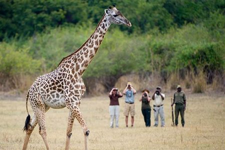Two Hour Walking Tour of South Luangwa
