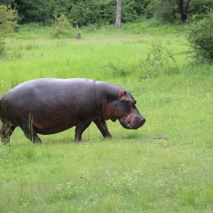 Game Drive in Mosi Oa Tunya National Park, Livingstone, Zambia