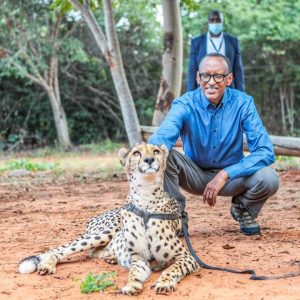Walking with Cheetahs, Livingstone, Zambia, Africa
