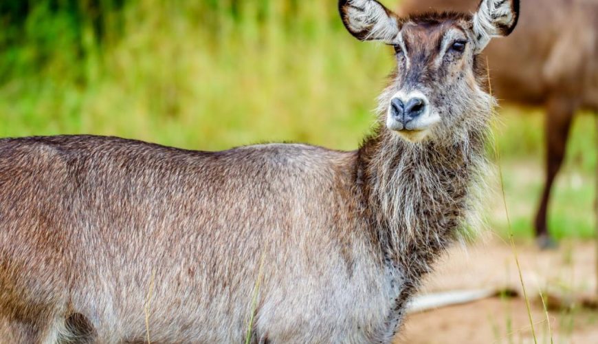 Baluba Game Resort, Luanshya, Copperbelt Zambia