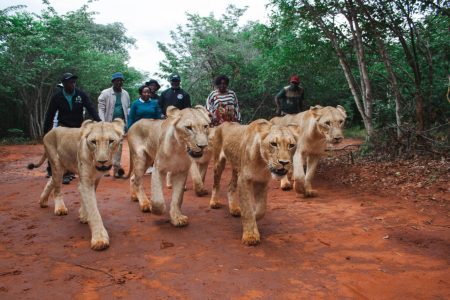 Walking with the Lions / Cheetahs in Livingstone, Zambia